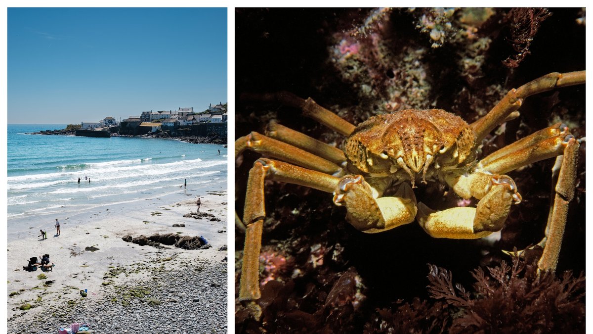Tusentals krabbor har invaderat stranden i Cornwall. Bilderna är genrebilder.